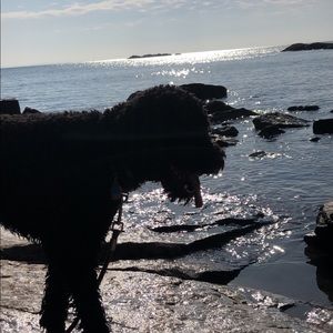 Meet your Posher, Maya